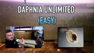 How I Raise Daphnia Water Fleas And You Can Too [upl. by Sergius974]