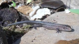 The Common Lizard  British Herpetofauna [upl. by Savart]