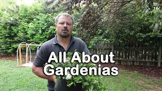 ALL ABOUT GARDENIAS  Details about different varieties and how to grow Gardenias [upl. by Gluck]