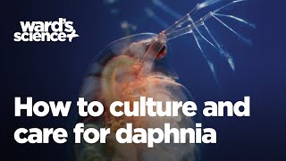 Caring and Culturing for Daphnia [upl. by Auhsoj]