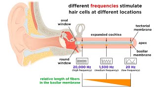 Processing Auditory Somatosensory Olfactory and Gustatory Information [upl. by Jephthah]