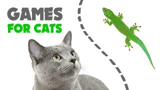 CAT GAMES ★ LIZARD on the SCREEN [upl. by Htennek]