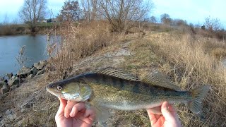 Snoekbaars zander vissen op de Maas met aanbeten [upl. by Selec]