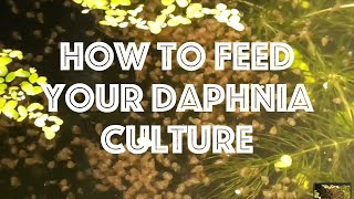 How To Feed Your Daphnia Culture [upl. by Egap]