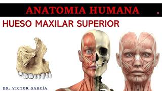 Hueso Maxilar  Anatomía Humana en Odontología [upl. by Malonis663]