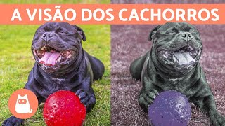 Como os CACHORROS ENXERGAM e quais cores eles veem [upl. by Siesser]