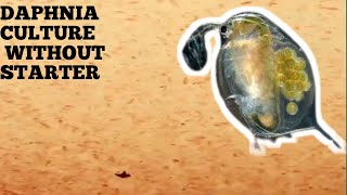 HOW TO CULTURE DAPHNIA NATURALLY WITHOUT A STARTER [upl. by Purdy]