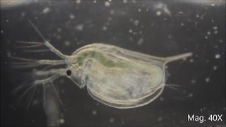 Daphnia magna under the Microscope [upl. by Kinemod]