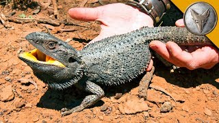 BEARDED DRAGON  Finally Caught One [upl. by Doehne190]