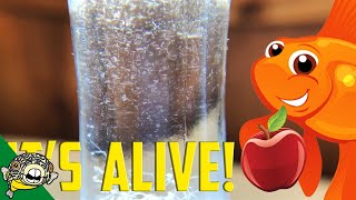 How to culture Vinegar Eels The EASY Way Live Fish Food [upl. by Alekat241]