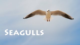 Seagulls Sound Effects  Sound Pack [upl. by Ardnalac978]