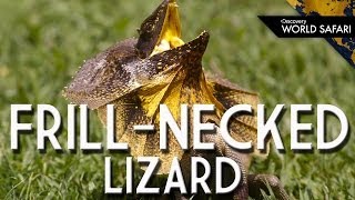 FrillNecked Lizards Wild Running Style [upl. by Akemat]