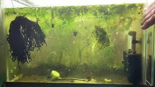 Scuds Daphnia Cherry Shrimp Copepods My aquatic food culture [upl. by Suollecram]