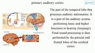 primary auditory cortex [upl. by Atrebla]