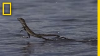 Jesus Christ Lizard  National Geographic [upl. by Rauch]