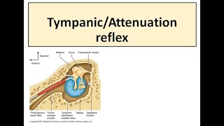 Tympanic reflex [upl. by Paresh]