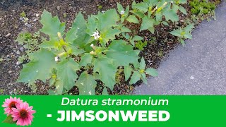 Jimsonweed Everything you need to know about Datura Stramonium Identification amp Removal [upl. by Rma]