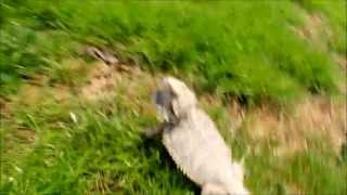 Funny Bearded Dragon running [upl. by Adlai]