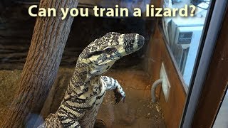 Can you train a lizard [upl. by Ahterod319]