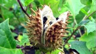 An insane Datura Stramonium Tripreport  Read aloud [upl. by Timmy]