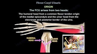 Flexor Carpi Ulnaris  Everything You Need To Know  Dr Nabil Ebraheim [upl. by Alcott]