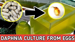 HOW TO HATCH DAPHNIA EGGS  HOW TO CULTURE DAPHNIA [upl. by Eelinnej243]