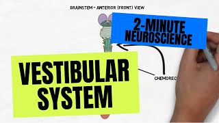 2Minute Neuroscience Vestibular System [upl. by Luis504]