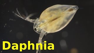 Daphnia [upl. by Issim290]