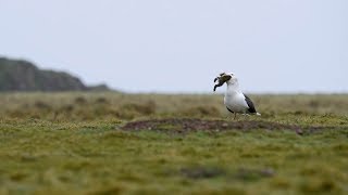 Seagull Swallows Rabbit Whole [upl. by Nevram]