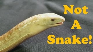 Legless Lizards Facts and Care Tips [upl. by Azarria]