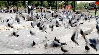 Trollstation Laxative Pigeon Prank [upl. by Ilac657]