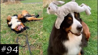 Bernese Mountain Dog Funny Compilation  Cute Moments [upl. by Bethezel704]