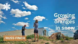 Nebraska retiree uses earthss heat to grow oranges in snow [upl. by Buyers549]