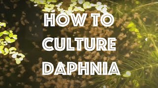 How To Culture Daphnia Magna [upl. by Zzabahs576]