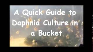 How to culture daphnia outside [upl. by Candra]