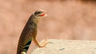 Doing the Lizard Walk [upl. by Anirba909]