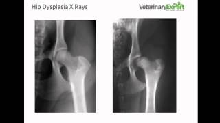 Hip Dysplasia in Dogs [upl. by Rowell]