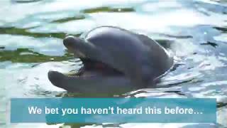 Dolphin Vocalizations  Discovery Cove [upl. by Nylodnarb]