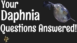 Daphnia Questions Answered [upl. by Tonnie]