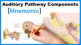 Auditory Pathway Components Mnemonic [upl. by Witherspoon422]