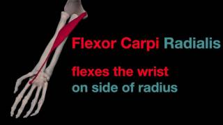 Arm Muscles 30 Flexor Carpi Radialis [upl. by Eceerahs]