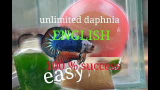 daphnia moina culture Easy way Unlimited production English  with sub Green water Chlorella [upl. by Anisamot243]