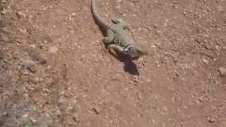 Eastern Collared Lizard Running [upl. by Haram]