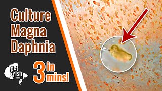 How to culture DAPHNIA MAGNA  The easy way [upl. by Garda]