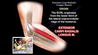 Extensor Carpi Radialis Longus  Everything You Need To Know  Dr Nabil Ebraheim [upl. by Srevart]