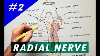 Radial Nerve  part 2  Anatomy Tutorial [upl. by Yelak111]