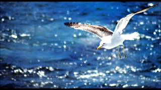 Seagull sounds [upl. by Edyak]