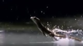 This Lizard Can Run On Water [upl. by Sutit]