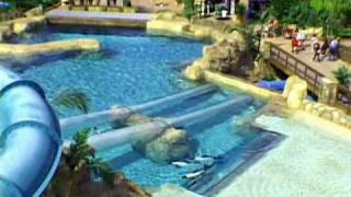 Dolphin Plunge at Aquatica SeaWorlds waterpark [upl. by Alleinad]