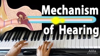 Mechanism of Hearing Animation [upl. by Osicran]